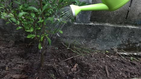 Watering-young-tree-with-green-watering-can-in-slow-motion.-Environment-and-ecology-concept.