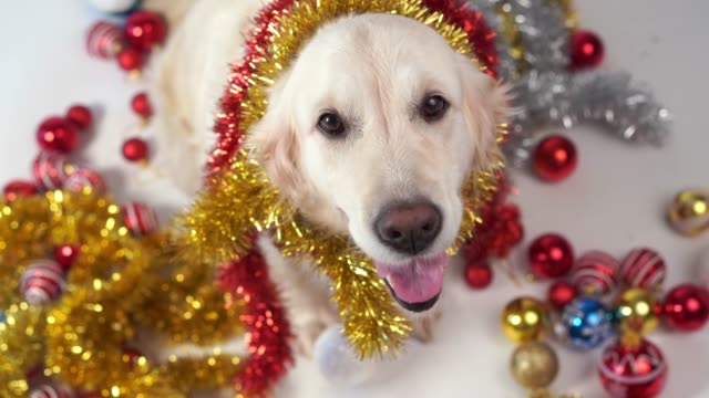 mascotas-graciosas---gran-perro-amigable-posando-en-el-estudio-con-decoraciones-de-Navidad-sobre-fondo-blanco