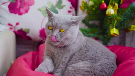 Scottish-fold-raza-de-gato-lamiendo-a-sí-misma-en-casa-con-la-decoración-del-árbol-de-Navidad