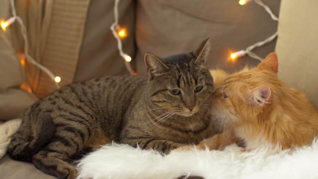 dos-gatos-acostado-en-el-sofá-con-piel-de-oveja-en-casa