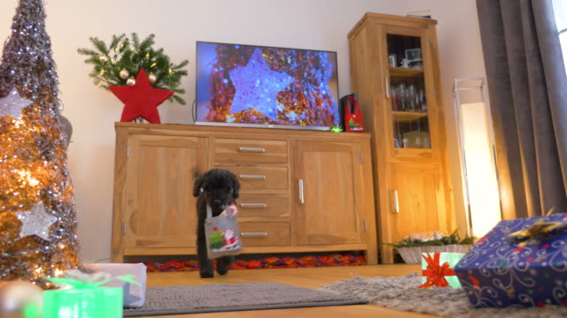 Schöner-kleine-Hund-(Pudel)-bringt-Weihnachtsgeschenke