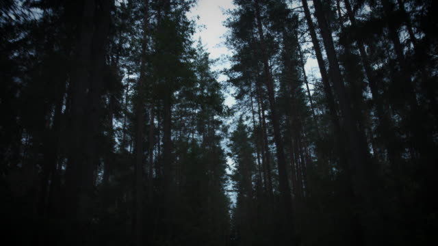 4K-Halloween-Horror-Driving-in--Dark-Forest