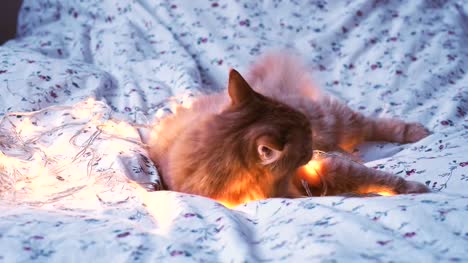 Süße-Ingwer-Katze-beißen-leuchtenden-Glühbirnen.-Flauschige-Tier-blickt-sich-neugierig.-Gemütliches-Zuhause-Urlaub-Hintergrund
