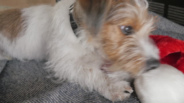 Closeup-de-un-cachorro-de-Jack-Russell-Terrier-de-pelo-alambre-masticando-un-sombrero-de-Santa-en-4k