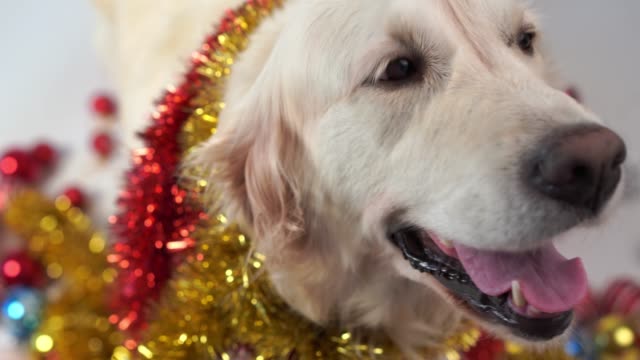lustige-Tiere---großer-freundlicher-Hund-posiert-im-Studio-mit-Weihnachts-Dekorationen-auf-weißem-Hintergrund