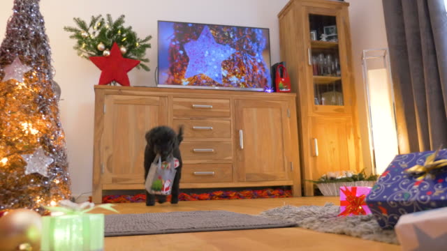 Bonito-perrito-(Caniche)-trae-los-regalos-de-Navidad