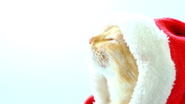Süße-Katze-im-Weihnachtsmannkostüm