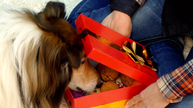 El-perro-abre-un-regalo-en-el-que-se-encuentran-las-cookies