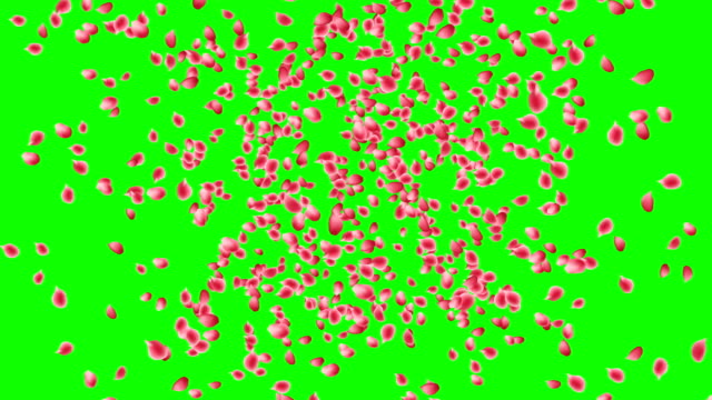Roses-petals-explosion-on-green-screen