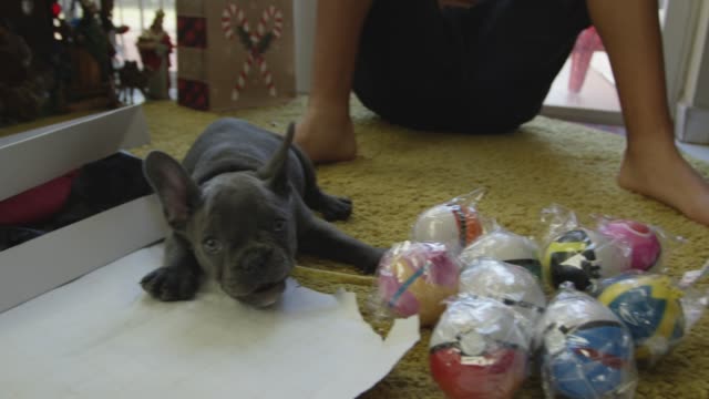 Lenta-de-cachorro-de-Bulldog-Francés-alrededor-de-regalos-el-día-de-Navidad