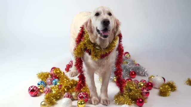 lustige-Tiere---großer-freundlicher-Hund-posiert-im-Studio-mit-Weihnachts-Dekorationen-auf-weißem-Hintergrund