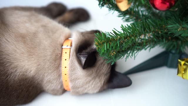 Gato-siamés-mordiendo-y-jugando-con-el-árbol-de-Navidad-en-casa