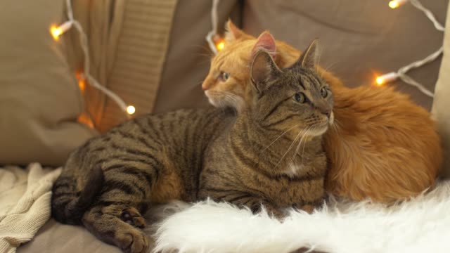 zwei-Katzen-auf-Sofa-liegend-mit-Schaffell-zu-Hause
