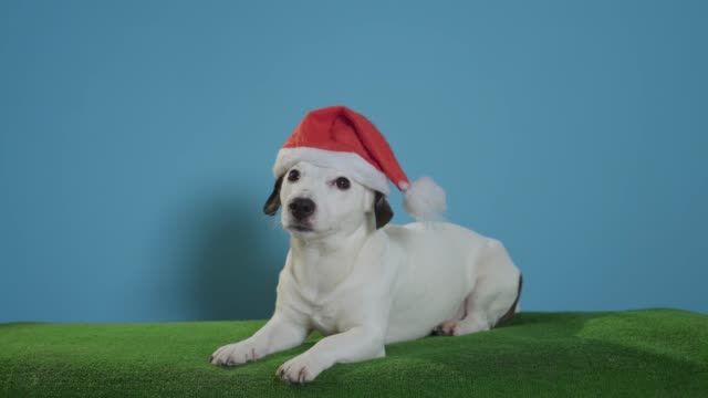 Jack-Russell-Terrier-Hund-mit-Weihnachtsmütze-auf-Türkis-Hintergrund