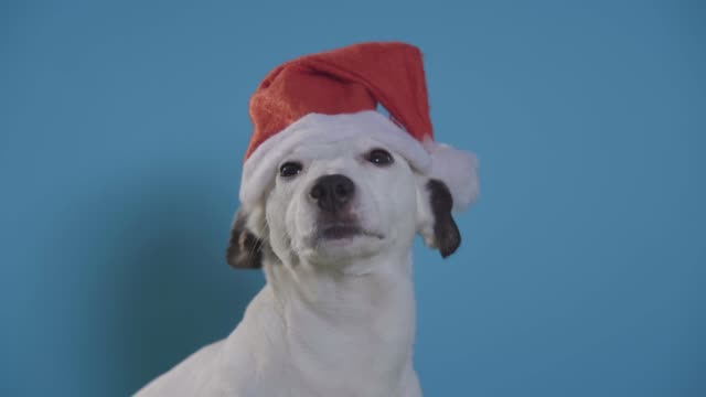 Jack-Russell-Terrier-Hund-mit-Weihnachtsmütze-auf-Türkis-Hintergrund