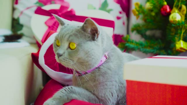 Scottish-fold-cat-breed-frowning-and-looking-annoyed-at-home-with-Christmas-tree-decoration
