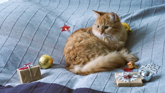 Lindo-gato-jengibre-acostado-en-la-cama-con-el-nuevo-año-se-presenta-en-papel-artesanal.-Fondo-de-vacaciones-de-Navidad-hogar-acogedor