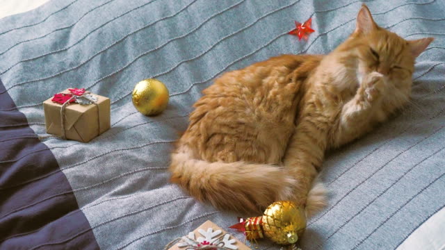 Süße-Ingwer-Katze-lecken-im-Bett-mit-neuen-Jahr-präsentiert-in-Kraftpapier.-Gemütliches-Zuhause-Weihnachten-Urlaub-Hintergrund