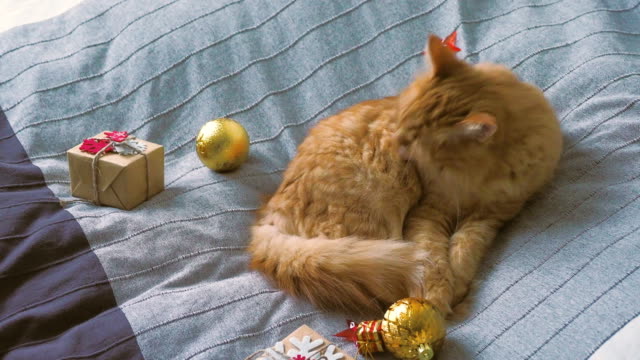 Lindo-gato-jengibre-lamiéndose-en-la-cama-con-el-nuevo-año-se-presenta-en-papel-artesanal.-Fondo-de-vacaciones-de-Navidad-hogar-acogedor