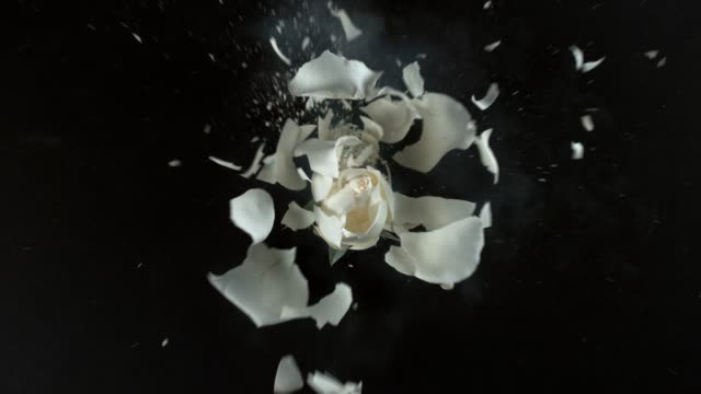 Weisse-rose-Blume-explodiert-in-Superzeitlupe