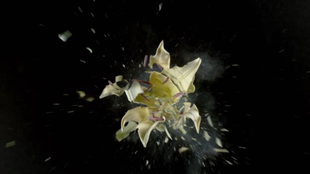Yellow-lily-flower-exploding-in-super-slow-motion