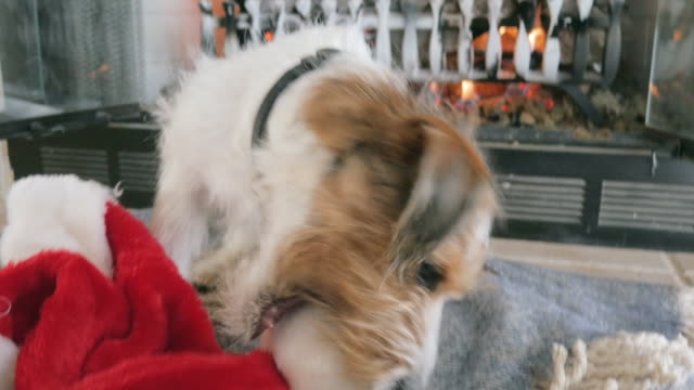 Cachorro-de-Jack-Russell-Terrier-pelo-de-alambre-lleva-un-sombrero-rojo-de-Santa-en-4k