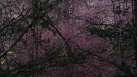 Blick-durch-die-Bäume-eines-rosa-Dunstlinks-in-der-Luft-von-einer-Farbe-Rauchgranate-links