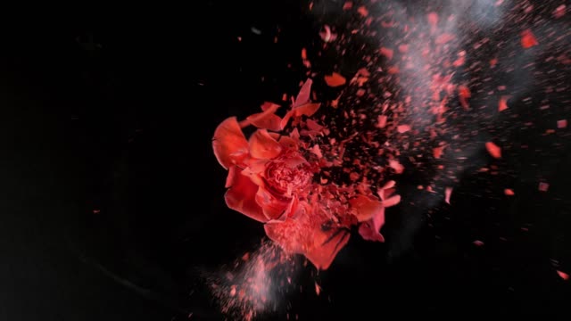 Leuchtend-rote-Rose-in-Superzeitlupe-explodieren