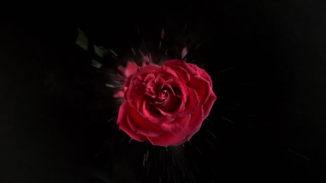 Rote-rose-Blume-in-Superzeitlupe-explodieren