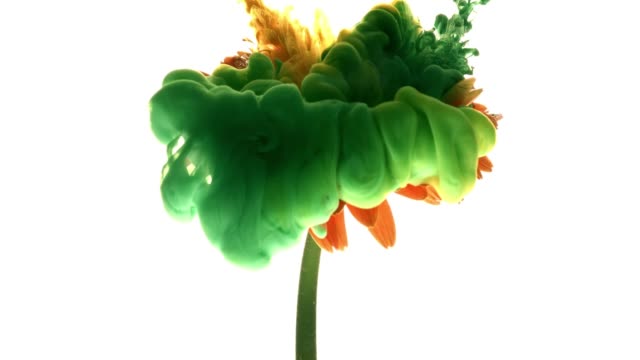 Colorful-paint-cloud-spraying-on-beautiful-flower-on-white-background.