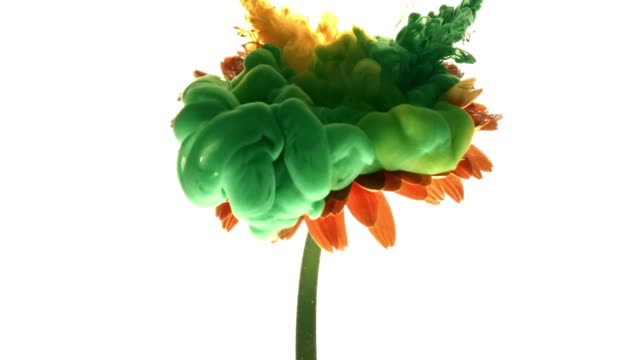 Colorful-paint-cloud-spraying-on-beautiful-flower-on-white-background.