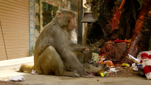 Mono-come-banana-en-la-ciudad-cerca-de-templo-religioso.-Katmandú,-Nepal.