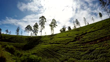 Während-die-Magie-Ella---Zugfahrt-Colombo-in-Sri-Lanka-sehen-Sie-eine-riesige-Mengen-von-Quadratkilometern-der-berühmte-Ceylon-Tee-Plantagen.