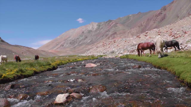 Schöne-Landschaft-mit-Bergkette,-Fluss-und-Pferde-auf-dem-Weg-zum-Pangong-See,-Pangong-Tso,-Ladakh,-Jammu-und-Kaschmir,-Indien.