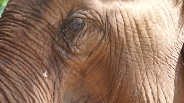 Close-up-shot-of-Asian-Indian-elephant.-Beautiful-creature-in-motion-4k