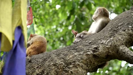 Familia-de-monos-en-un-árbol