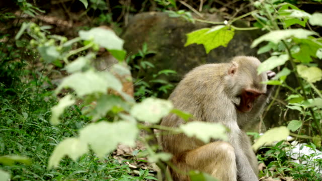 Monkey-in-the-wild-jungles-of-Asia