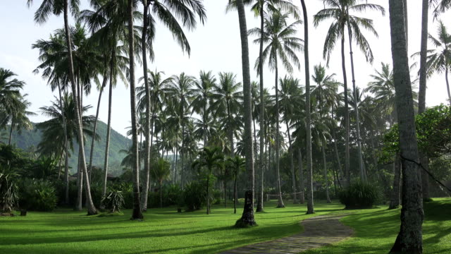 Die-Kamera-bewegt-sich-auf-Kokospalmen-im-Palmenhain-am-Tropical-Island.