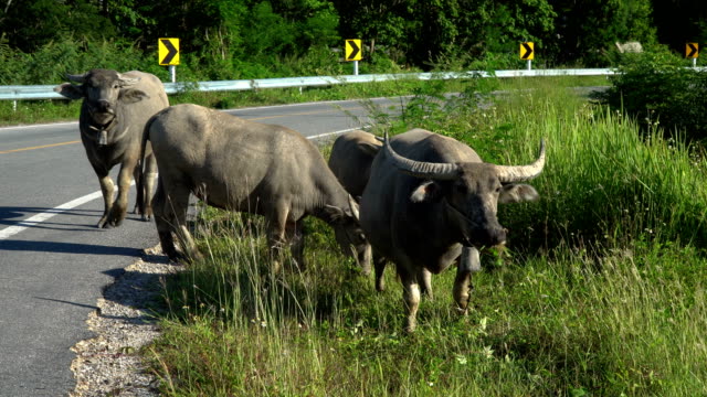 buffalo-on-Grass-Field