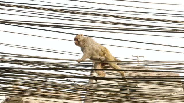 Monkey-on-the-electricity-cable-in-the-city.-Kathmandu,-Nepal.