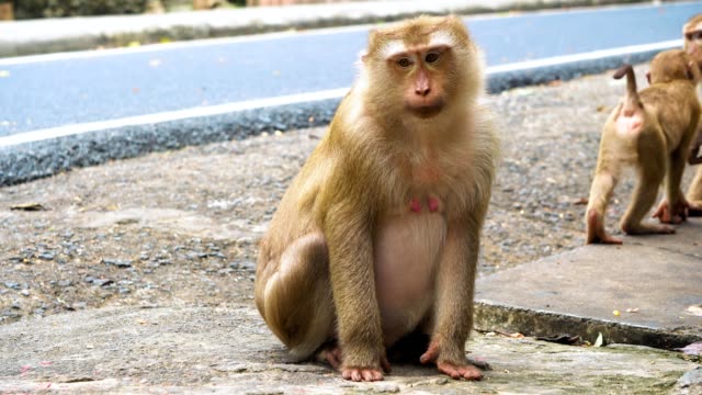 Mono-se-sienta-y-mira-fijamente-a-la-cámara,-la-familia-de-los-primates