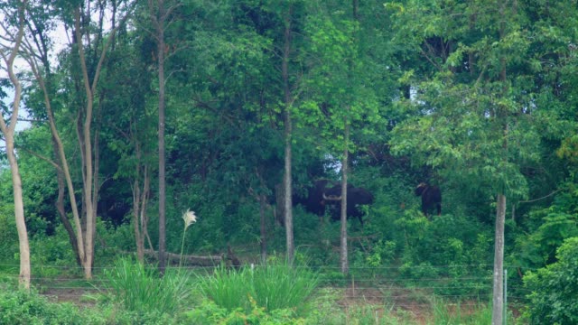 Gaurs-gehören-zu-den-größten-lebenden-Tiere,-Tierwelt,-Wald-zu-landen