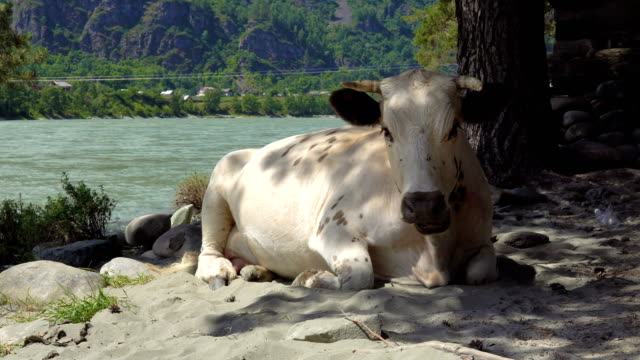 Eine-Kuh-auf-dem-sandigen-Ufer.