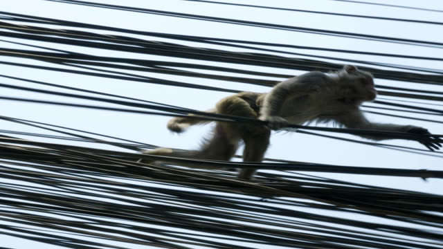 Monkey-on-the-electricity-cable-in-the-city.-Kathmandu,-Nepal.