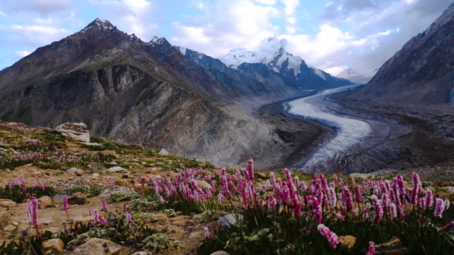 Beautiful-landscpe-of-Drang-Drung-Glacier-with-flowers,-Mountain-glacier-on-zanskar-road-at-Himalaya-Range,-Zanskar-Range,-Pensi-La,-Jammu-and-Kashmir,-Ladakh-India.