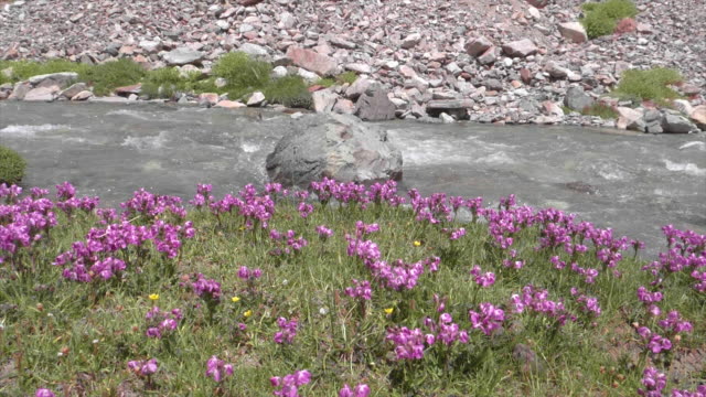 Hermoso-paisaje-con-arroyo-y-flores-en-el-camino-al-lago-Pangong,-Pangong-Tso,-Jammu-y-Cachemira,-Ladakh,-India.