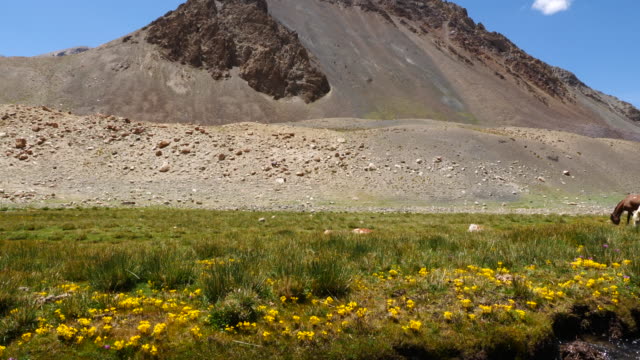 Schöne-Landschaft-mit-Bergkette,-Fluss-und-Pferde-auf-dem-Weg-zum-Pangong-See,-Pangong-Tso,-Ladakh,-Jammu-und-Kaschmir,-Indien.