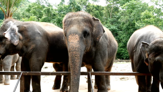 Imágenes-de-4K.-Grupo-de-elefantes-asiáticos-del-zoológico