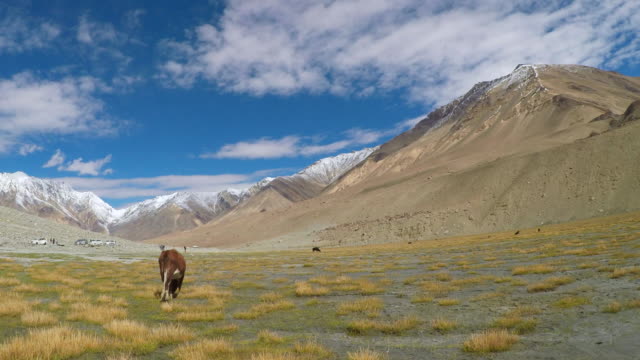Paisaje-Santuario-de-vida-silvestre-de-Pangong,-Leh-Ladakh,-India