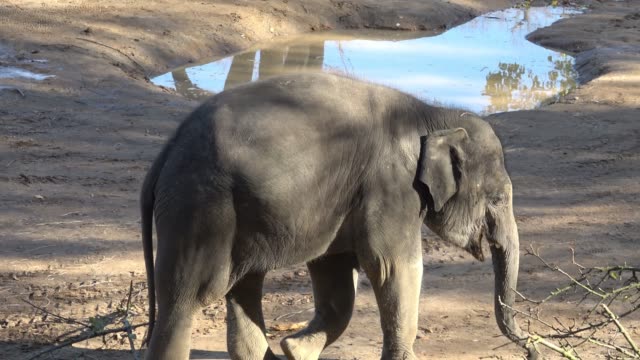 Indian-elephant-(Elephas-maximus-indicus).-Cute-baby-elephant